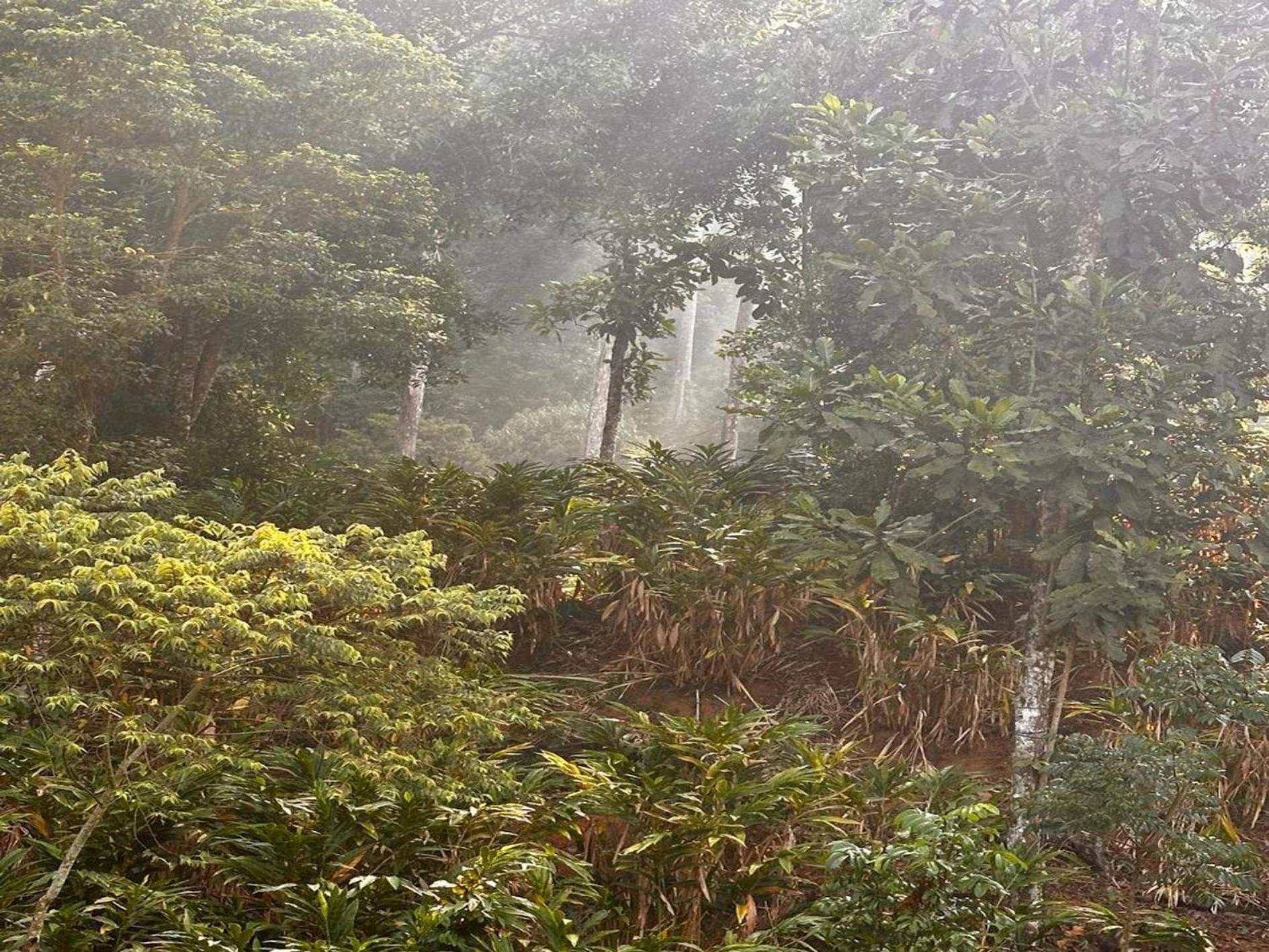 Falling Waters Munnar Kültér fotó